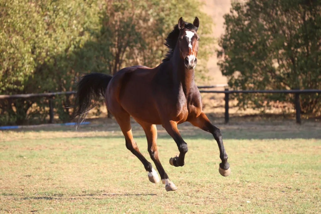 A healthy looking bay horse cantering through a paddock.