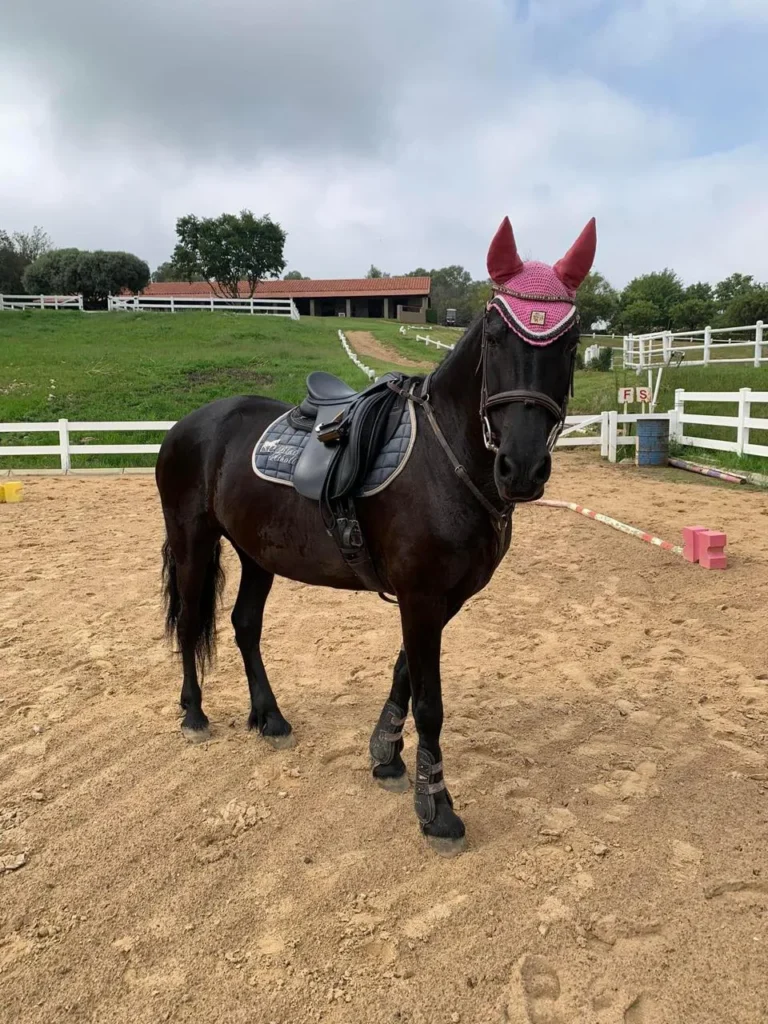 A beautiful black horse standing in an arena.