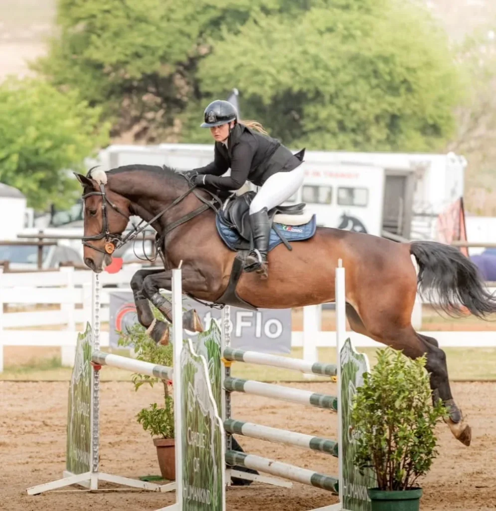 A strong looking bay horse jumping a meter fence at a show.