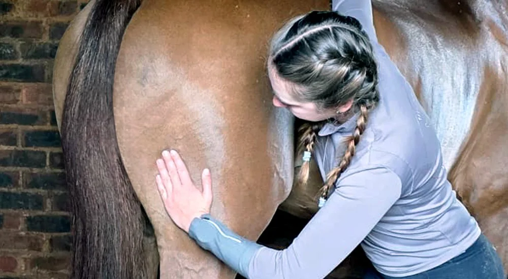 Equine practitioner doing bodywork on a chestnut horse