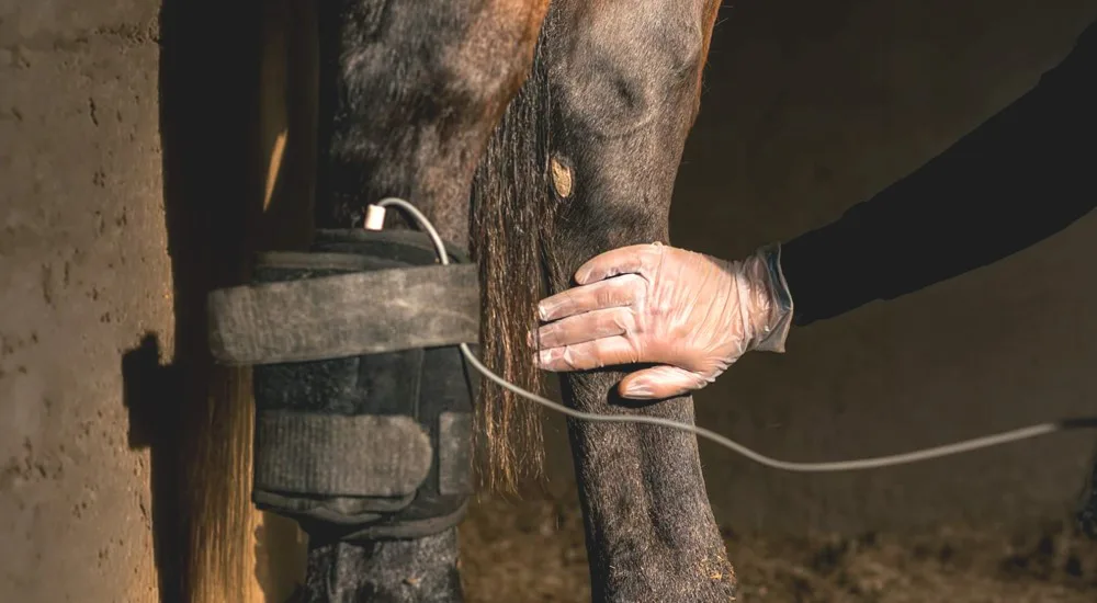 Deep Oscillation Therapy on a horse's hind leg