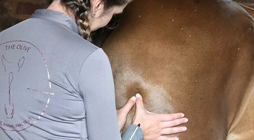 An equine practitioner practicing fascia and trauma release on a horse