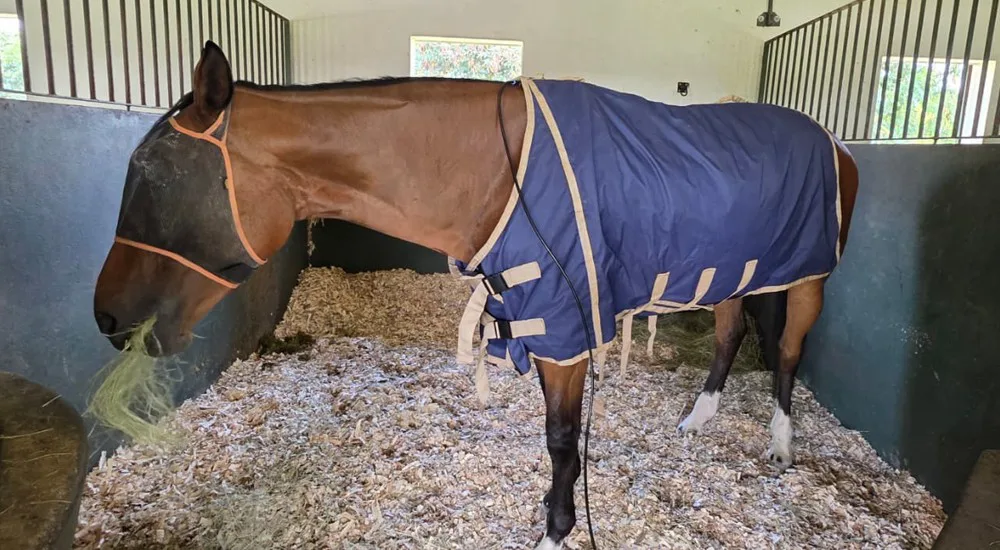 A horse receiving Ozone treatment in its stall