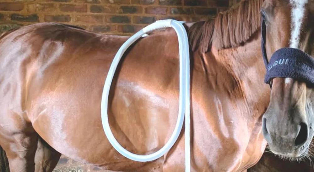 PEMF/MagnaWave Therapy being practiced on a horse