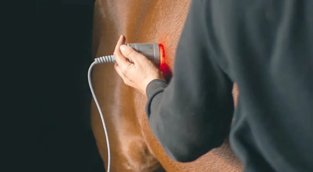 Red Light Therapy being practiced on a horse