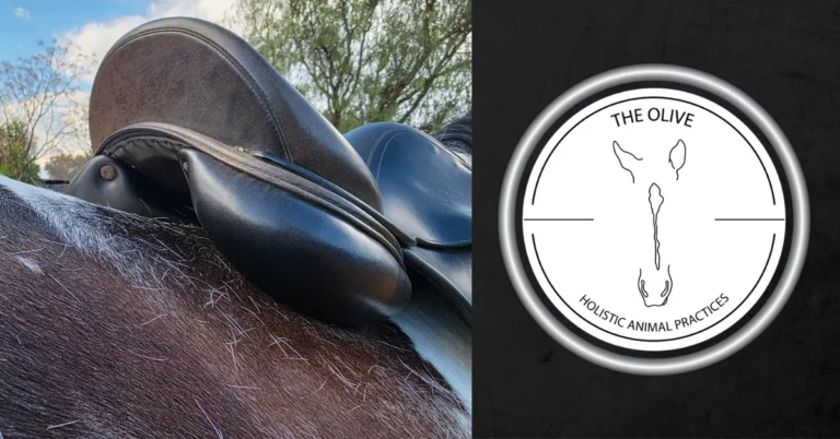 Close-up of a saddle on a horse's back.