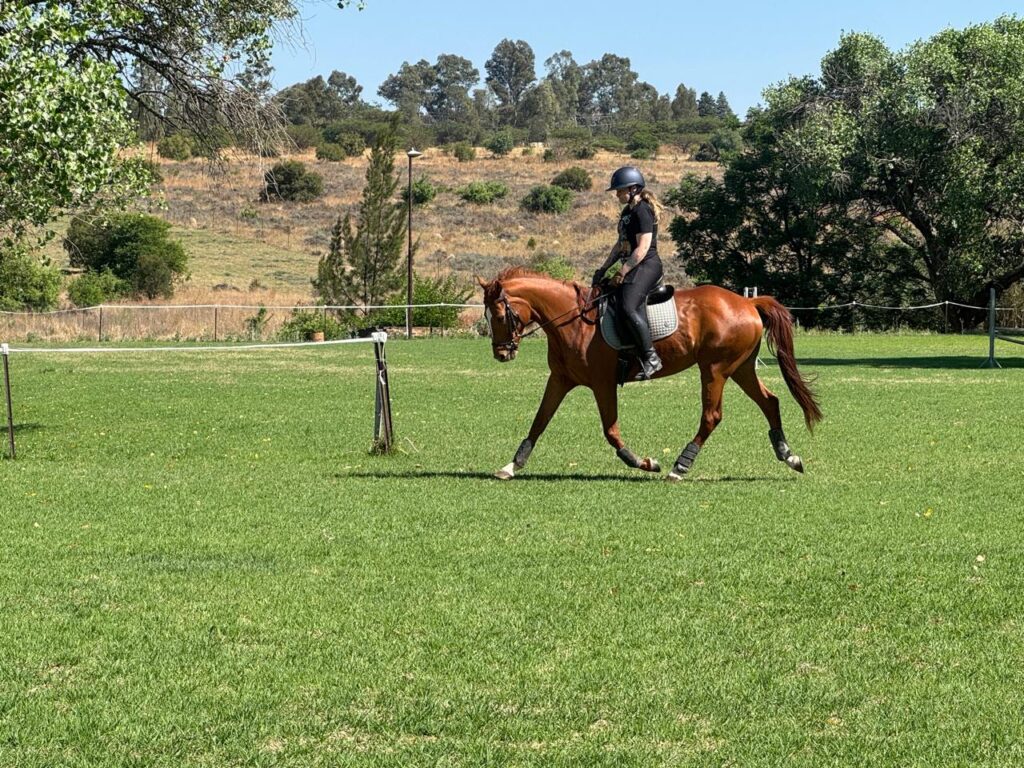 A chestnut horse in a beautiful frame working in a grass arena